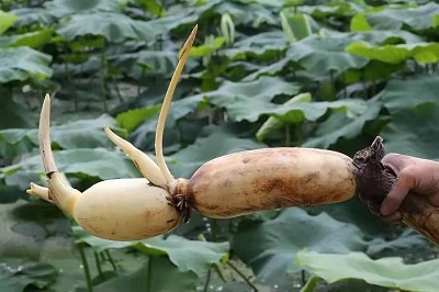華逸府聯(lián)手湖北洪湖藕、江永芋頭，為您帶來健康原生態(tài)食材